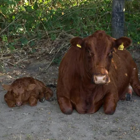 Hof Schubyfeld Appartement